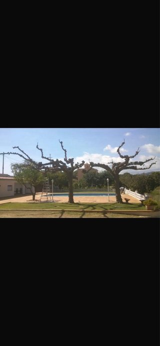 DESBROCES - PODAS