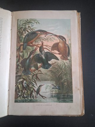 Historia natural novisima edición profusamente ilu