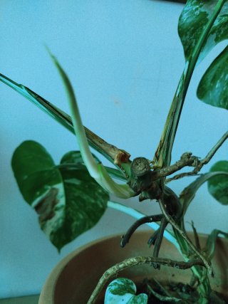 Brote Monstera Variegata con hoja