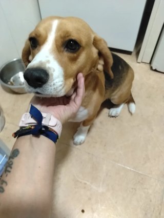 Beagle busca novio