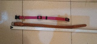 Collares para perro