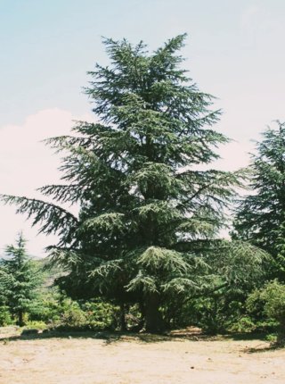 Cedro del Atlas 140/150 cm.