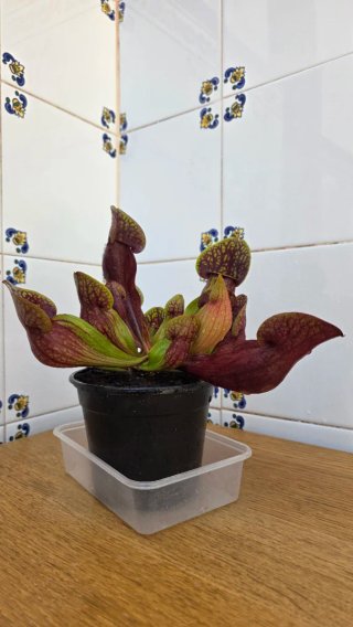 Planta Carnívora Sarracenia Hans Adulta