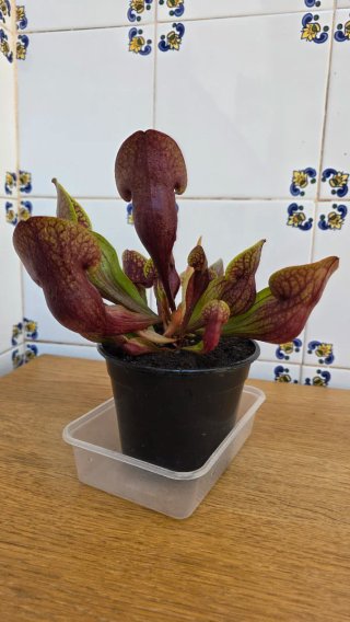 Planta Carnívora Sarracenia Hans Adulta