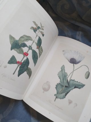 Libro sobre Las Plantas