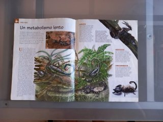 Revista y maqueta del escorpión gigante