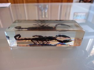 Revista y maqueta del escorpión gigante