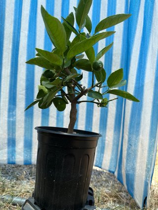 Lime dí Tahiti