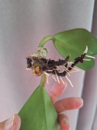 Hoya Kerrii