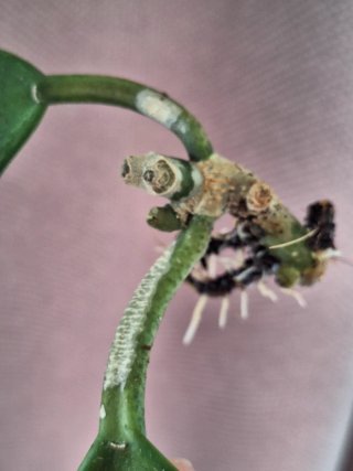 Hoya Kerrii