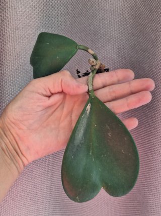 Hoya Kerrii