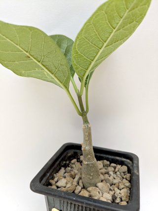 Fockea multiflora