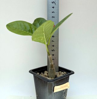 Fockea multiflora