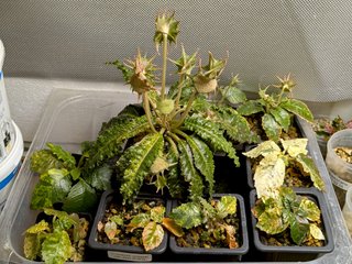 10 Sementes Dorstenia horwoodii variegada