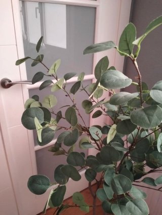 Planta Eucalipto Artificial 1.20m