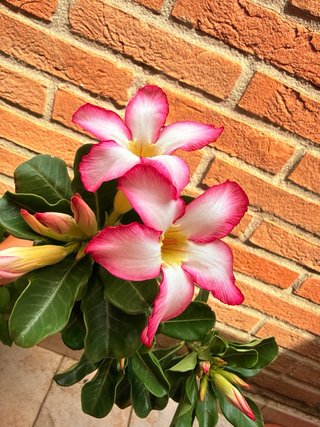 Adenium obesum pianta in vaso fiorita