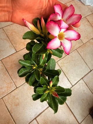 Adenium obesum pianta in vaso fiorita