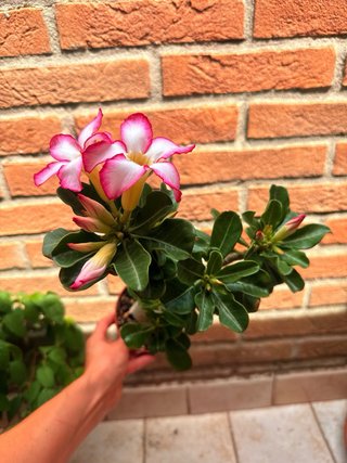 Adenium obesum pianta in vaso fiorita