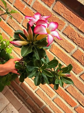 Adenium obesum pianta in vaso fiorita