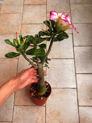 Adenium obesum pianta in vaso fiorita