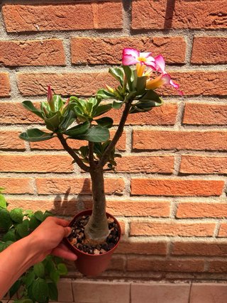 Adenium obesum pianta in vaso fiorita