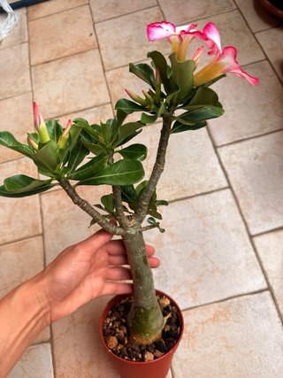 Adenium obesum pianta in vaso fiorita