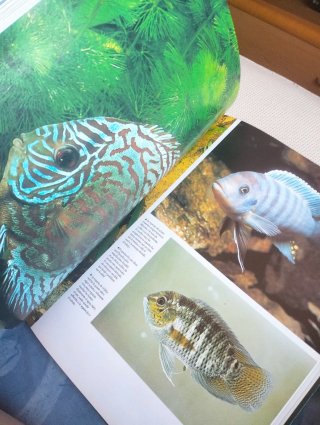 Peces e Invertebrados Marinos