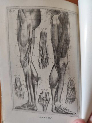 ANATOMIA ARTISTICA    A.M.ESQUIVEL