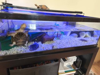 Acuario para tortugas grandes