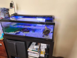 Acuario para tortugas grandes