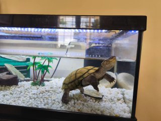 Acuario para tortugas grandes