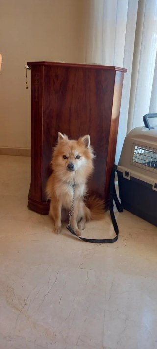 Transportín perro mediano ideal para viajar
