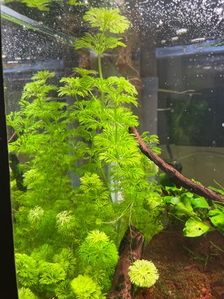 Planta Ambulia Acuario
