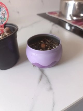Lithops Piedras Vivas Planta Suculenta