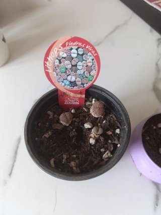 Lithops Piedras Vivas Planta Suculenta