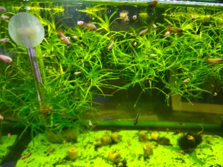 Plantas para acuario o estanque