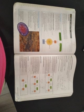 Proyecto: FanFest - Biología 2 Bachillerato