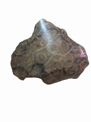 Fósil Coral Tortuga 7 cm