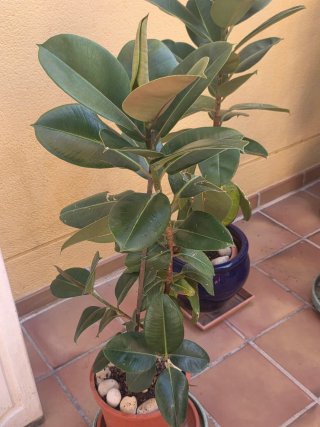 Plantas de exterior