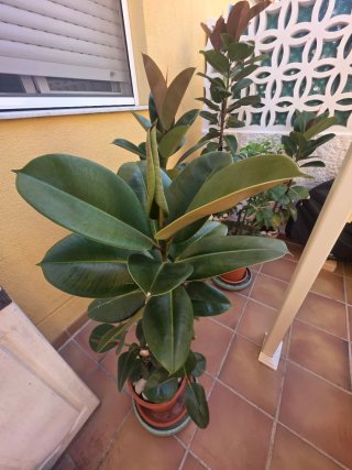 Plantas de exterior
