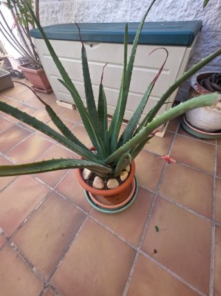Plantas de exterior