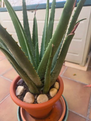 Plantas de exterior