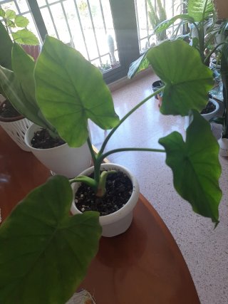 Alocasia planta