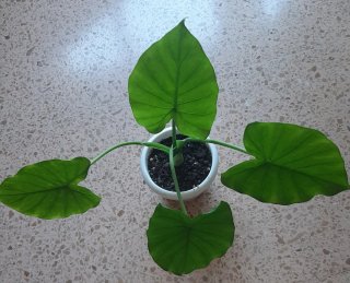 Alocasia planta
