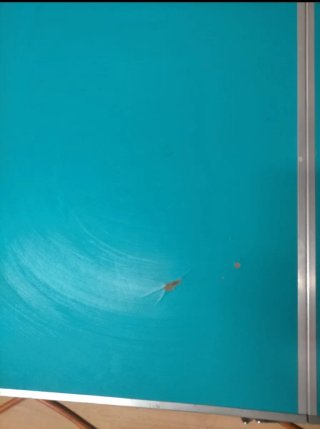Mesa plegable BAJA azul y plateada