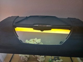 Acuario con decoración