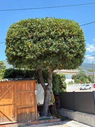 Jardinero profesional