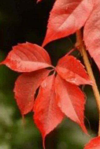3 Esquejes Parthenocissus Quinquefolia