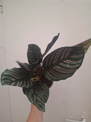 Calathea ornata Sanderiana planta