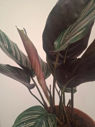 Calathea ornata Sanderiana planta